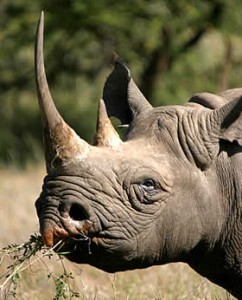 Black-Rhino-Headshot